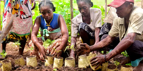 Regenerating Rainforests and Preserving Biodiversity by Implementing Community-designed Solutions in Madagascar